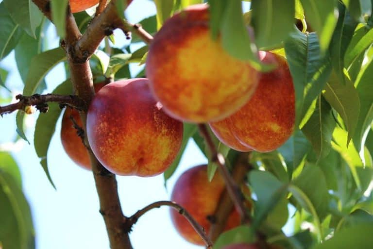 12 Fruit Trees to Grow in Maryland (for Bountiful Harvests)