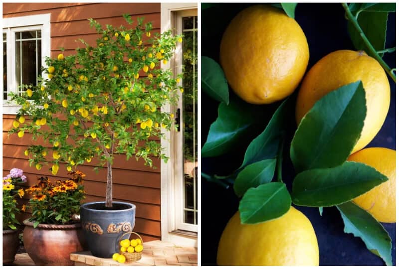 13 Best Citrus Varieties to Grow in Florida (Lemon & Lime)