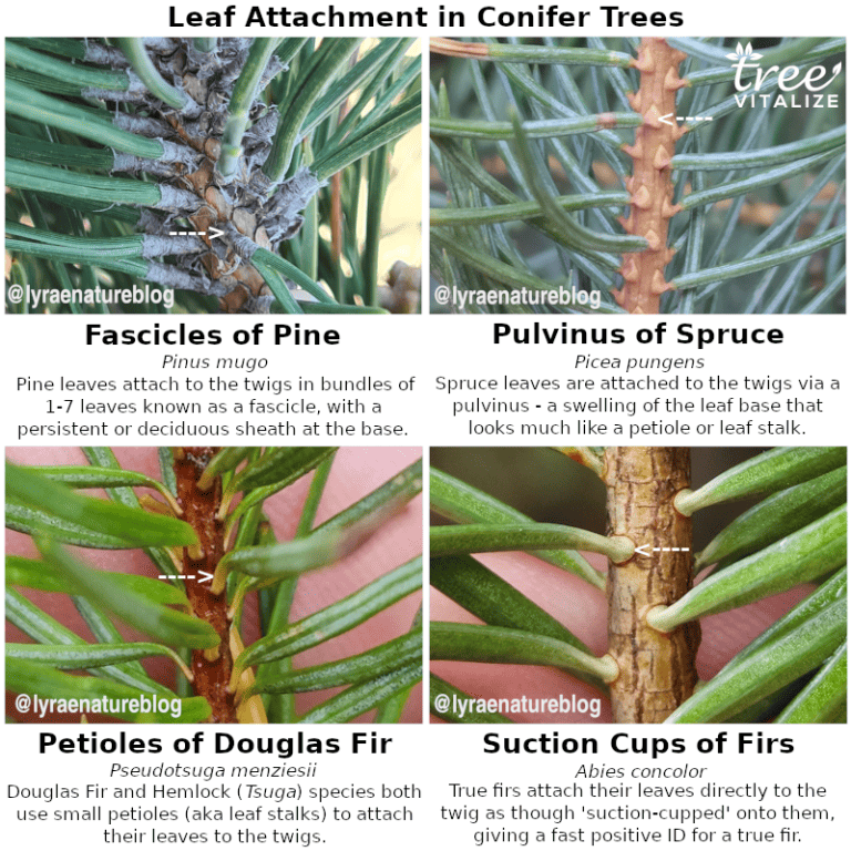38 Different Types of Pine Trees & Their Identifying Features