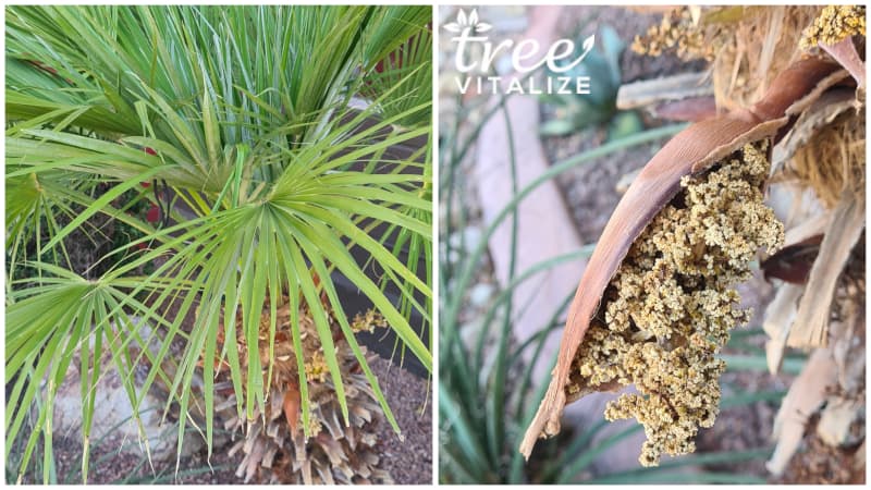 6 Cold Hardy Palm Trees That Will Thrive in USDA Zone 7