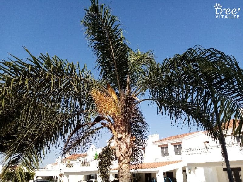 Florida Queen Palms: A Royal Pain or Not? - ArtisTree ArtisTree