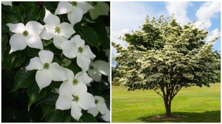 21 Different Types of Dogwood Trees & Their Identifying Features