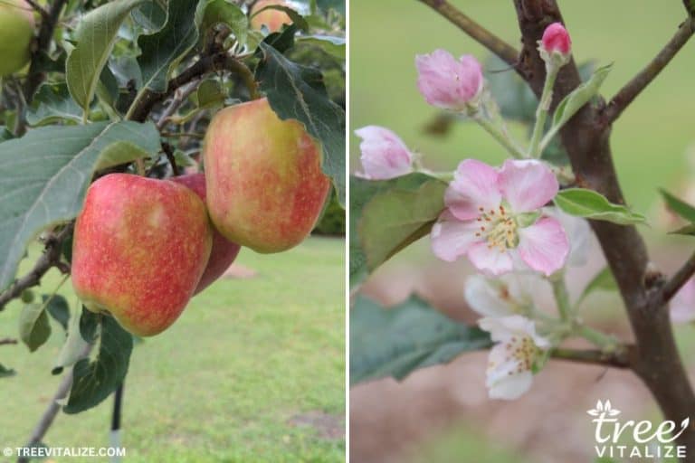 Hardiness Zone 3 Trees (11 Tough Options for Cold Climates)