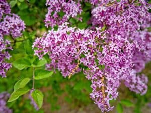 10 Fast Growing Trees For Zone 4 (USDA Hardiness)