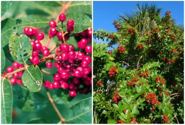 8 Invasive Trees in Florida to Identify (with Pictures)