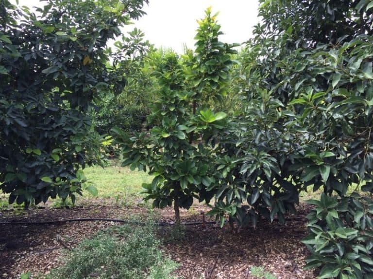 7 Best Types of Avocado Trees to Grow in Florida