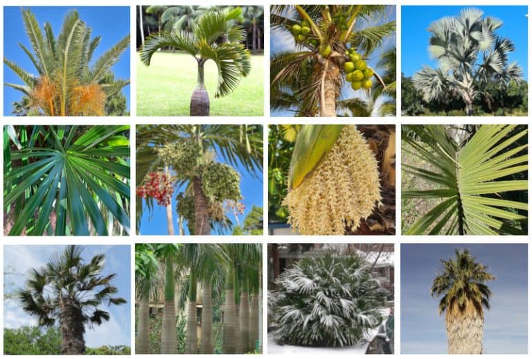9 Palm Trees For USDA Zone 8 Gardens Landscapes