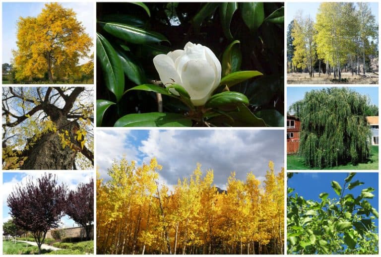 9 Fast Growing Trees for Idaho Gardens & Landscapes