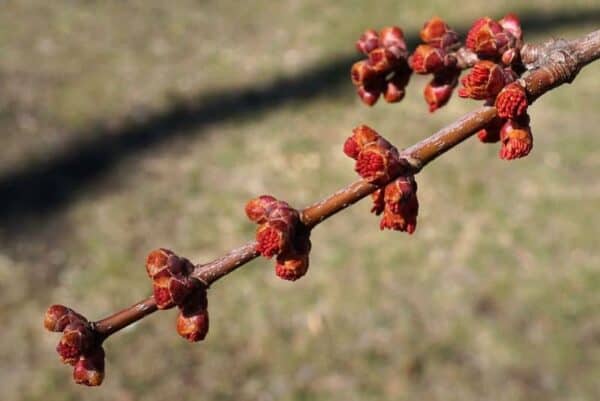 6 Types of Maple Trees Illinois (Including Natives)