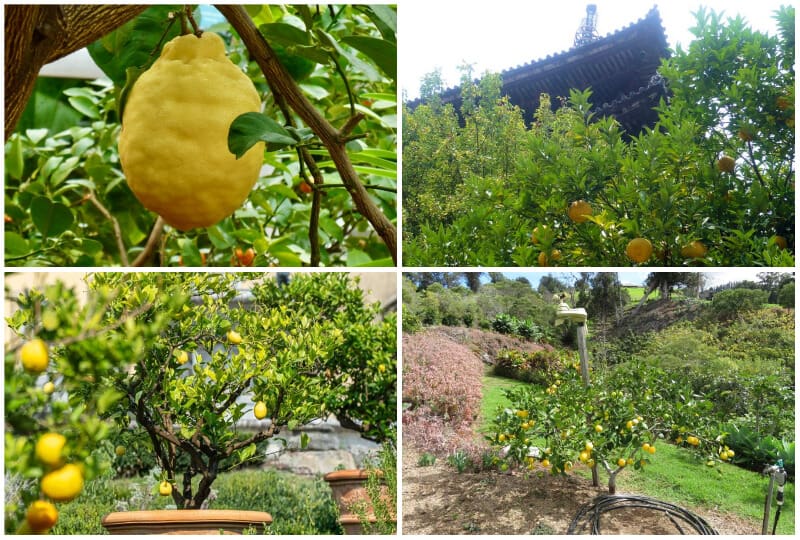 Can Lemon Trees Grow In Texas Which Varieties Are The Best Can Lemon Trees Grow In Texas Which Varieties Are The Best