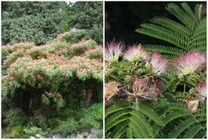 8 Invasive Trees in Florida to Identify (with Pictures)