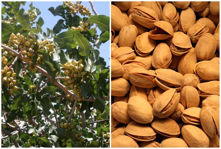 8 Edible Nut Trees You Can Grow in Florida