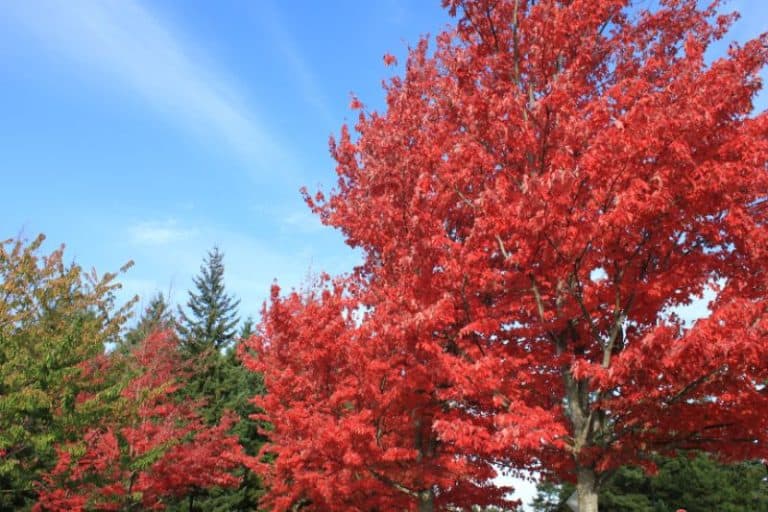 8 Florida Deciduous Trees to Discover or Grow Today