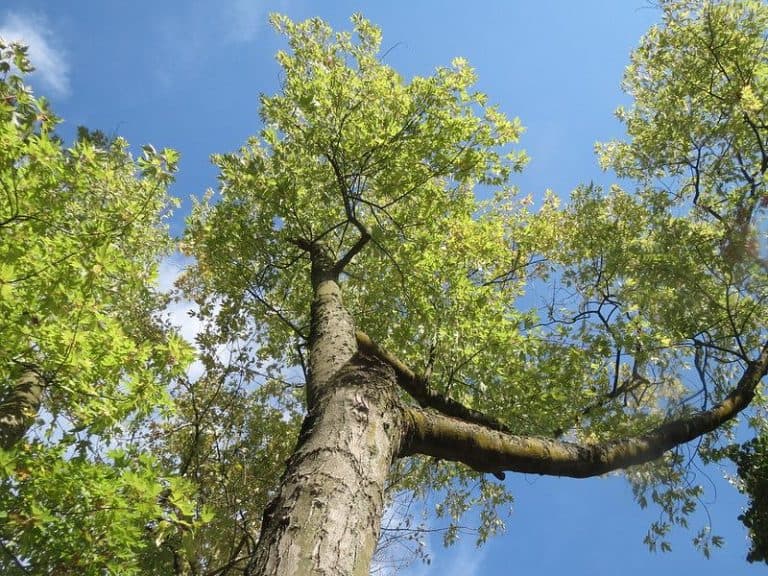 6 Types of Maple Trees Illinois (Including Natives)