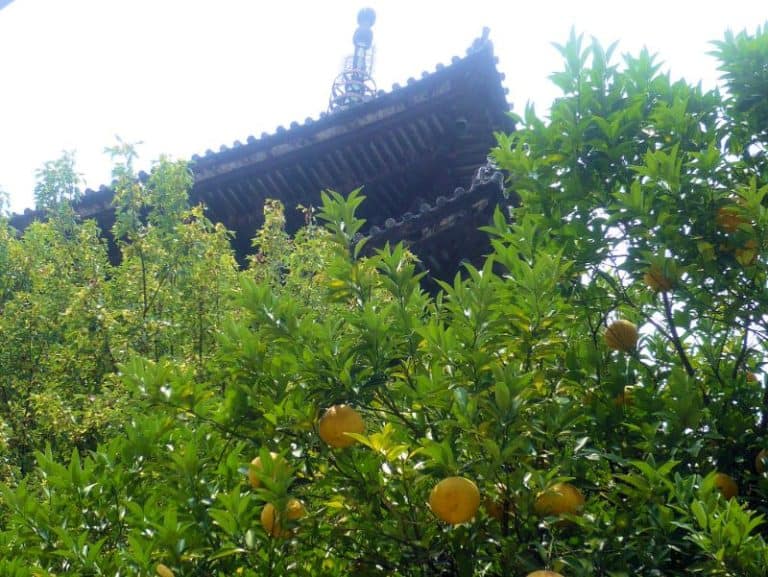 Lemon Trees in Texas Can You Grow Them & Which Varieties?