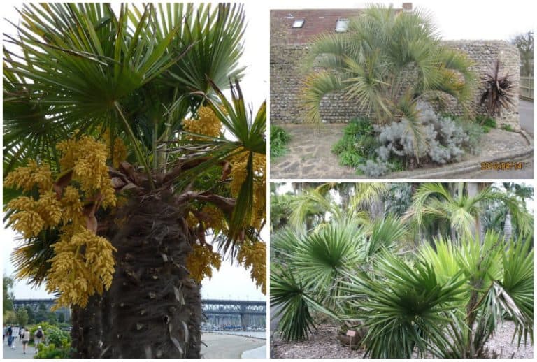 3 Cold Hardy Palm Trees for USDA Zone 6