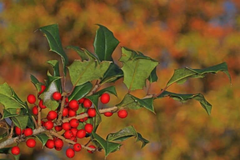 9 Evergreen Trees to Grow in Maryland for YearRound Color