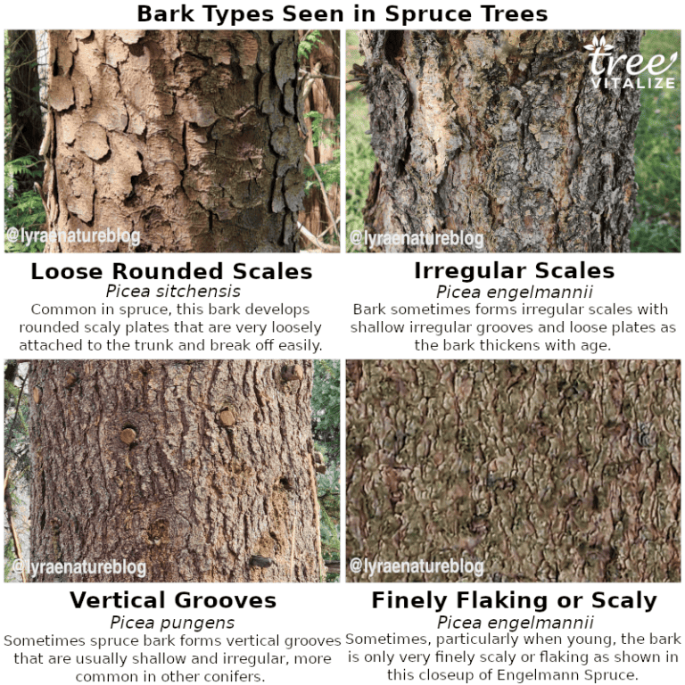 18 Different Types of Spruce Trees & Their Identifying Features