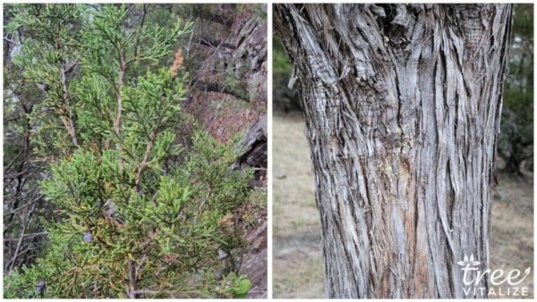 25 Different Types of Juniper Trees & Their Identifying Features