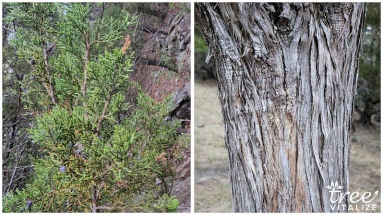 25 Different Types of Juniper Trees & Their Identifying Features