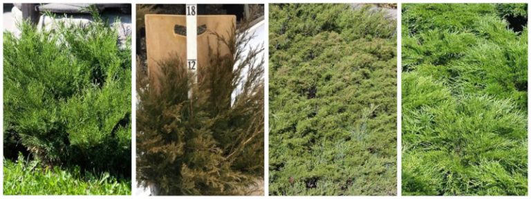 25 Different Types of Juniper Trees & Their Identifying Features