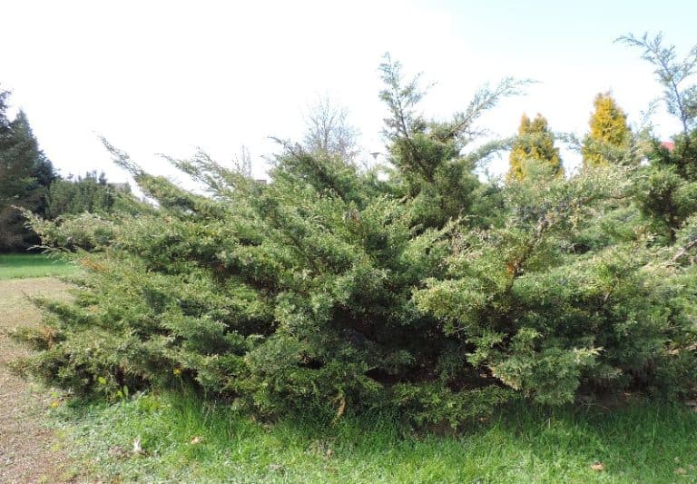 25 Different Types of Juniper Trees & Their Identifying Features
