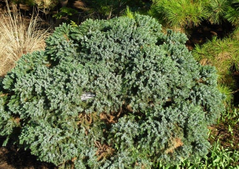 25 Different Types of Juniper Trees & Their Identifying Features