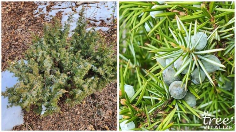 25 Different Types of Juniper Trees & Their Identifying Features