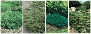 25 Different Types of Juniper Trees & Their Identifying Features
