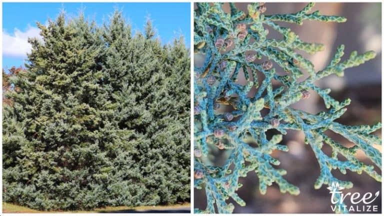 14 Different Types of Cypress Trees & Their Identifying Features