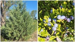 16 Popular USDA Zone 8 Trees to Consider Planting Today