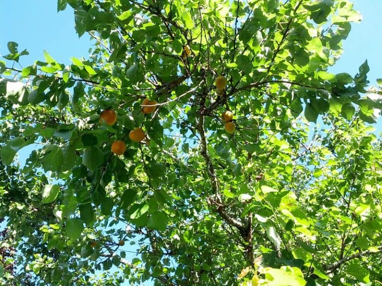 10 Best Fruit Tree Varieties to Grow in Washington State