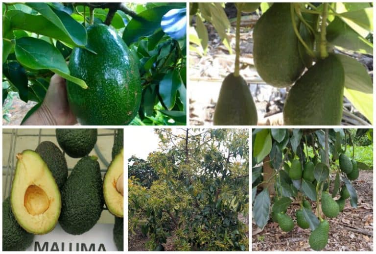 6 Best Avocado Tree Varieties to Grow in Texas