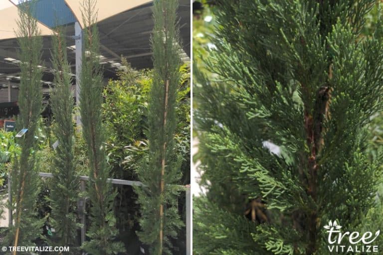 9 Arizona Evergreen Trees to Grow (Trees That Don’t Shed)