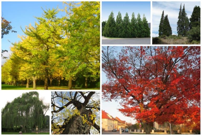 6 Fast Growing Trees for Washington State (Shade or Hedge)