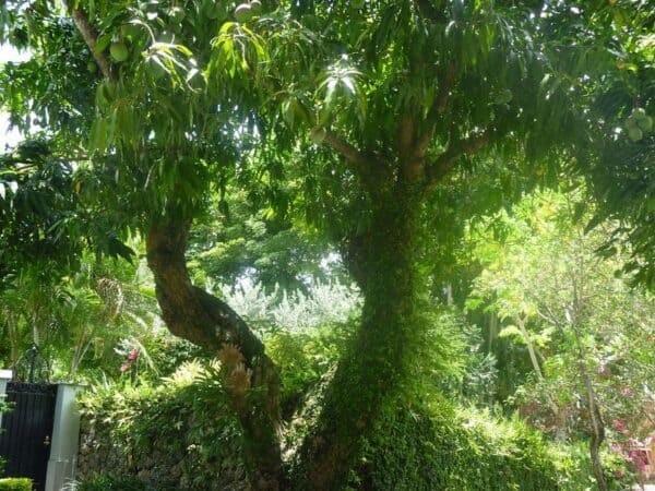 6 Best Mango Tree Varieties to Grow in Texas