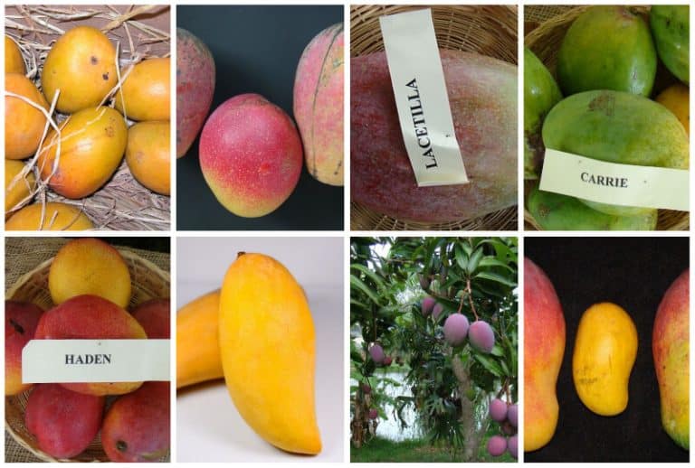 8 Best Types of Mango Trees to Grow in Florida
