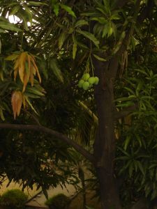 6 Best Mango Tree Varieties to Grow in Texas