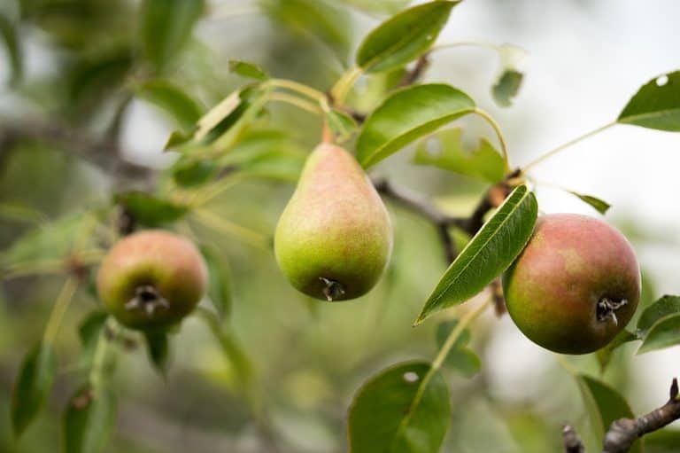 10 Best Fruit Tree Varieties to Grow in Washington State