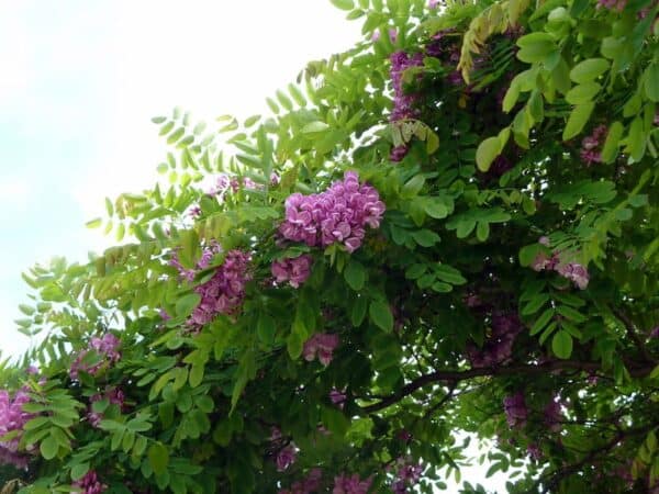 16 Stunning USDA Zone 6 Ornamental Flowering Trees