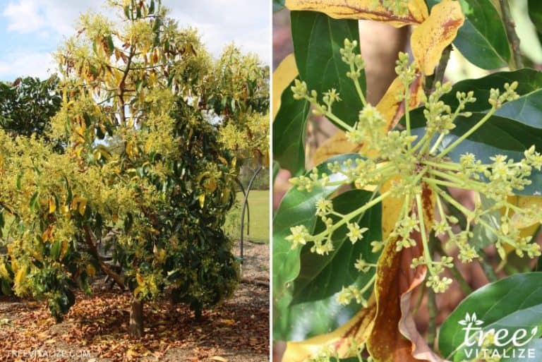 6 Best Avocado Tree Varieties to Grow in Texas