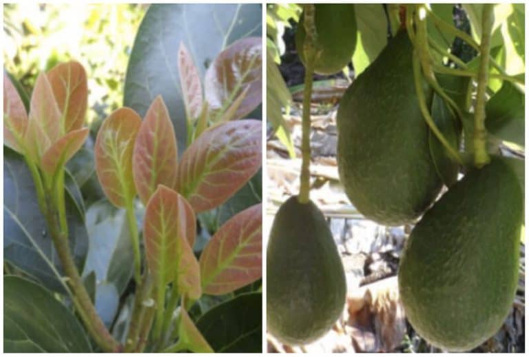 6 Best Avocado Tree Varieties to Grow in Texas