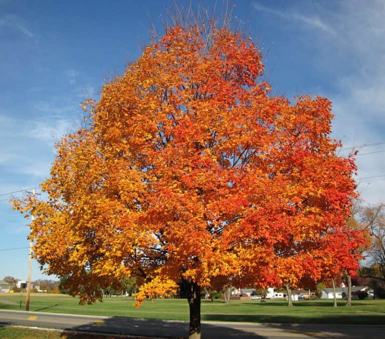 15 Trees That Thrive in USDA Hardiness Zone 6