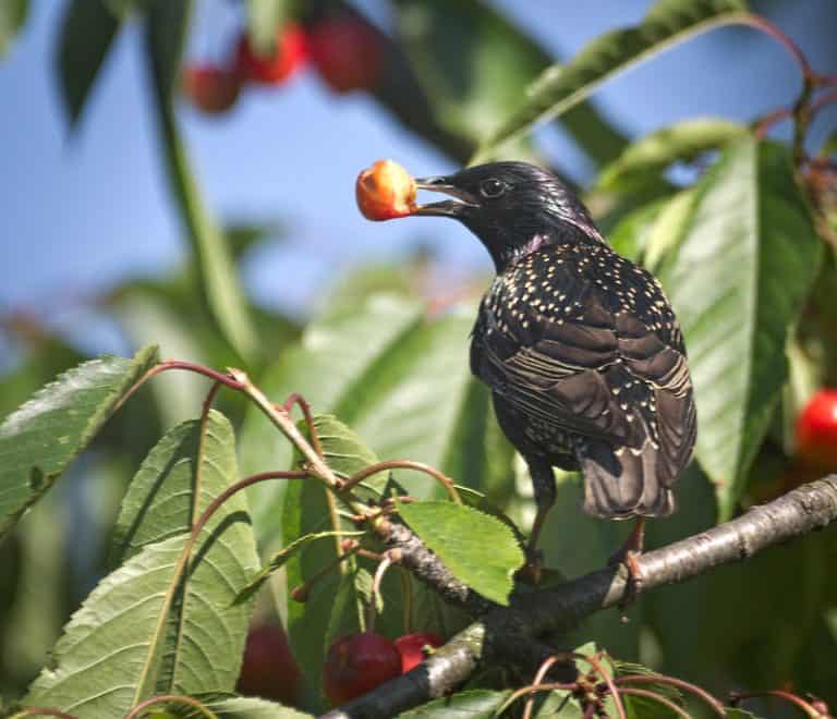 10 Best Fruit Tree Varieties to Grow in Washington State