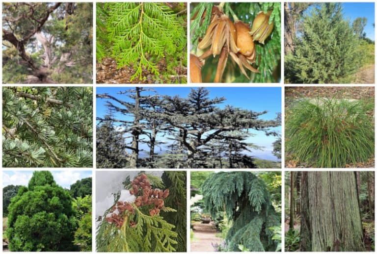 17 Different Types of Cedar Trees & Their Identifying Features