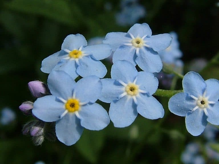 USDA Zone 7: Where is it? What to Plant? Tips to Success