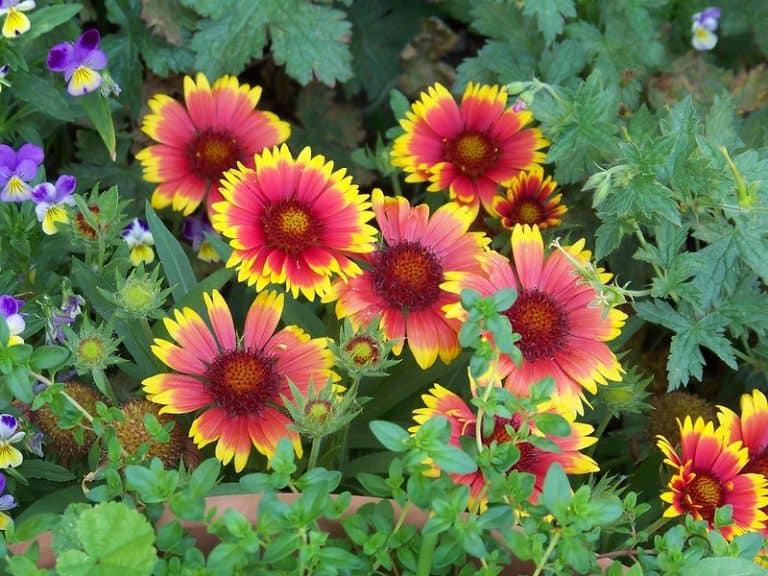 USDA Zone 8 Where is it? What to Plant? Tips to Success