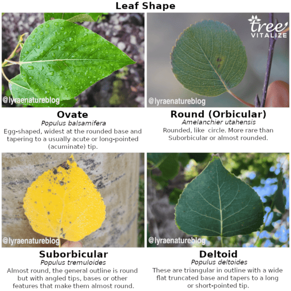 5 Different Types Of Aspen Trees Their Identifying Features 5 Different Types Of Aspen Trees Their Identifying Features