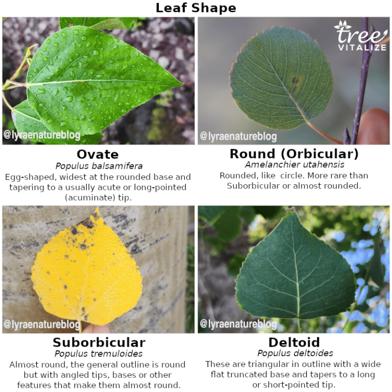 5 Different Types of Aspen Trees & Their Identifying Features