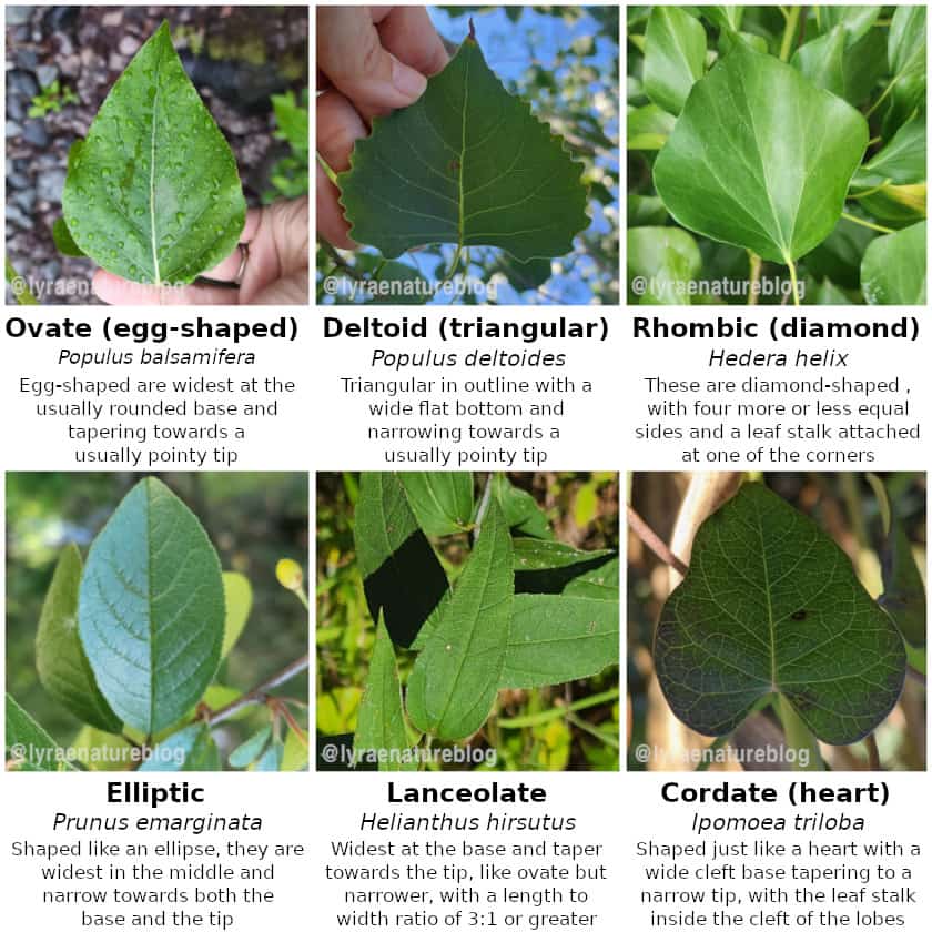 12 Different Types Of Poplar Trees Their Identifying Features